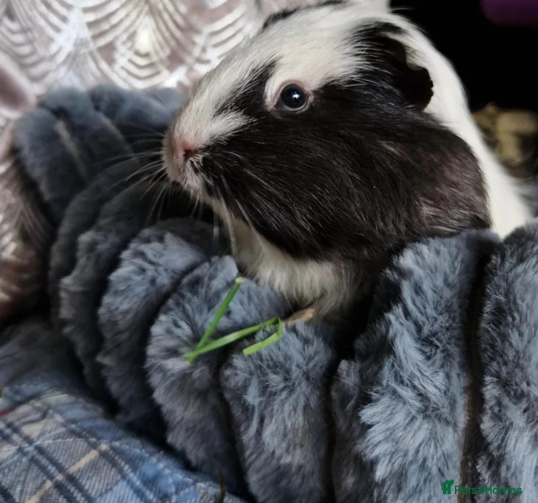 Guinea Pig rodents for sale: Mother & daughter duel  - Advert 2