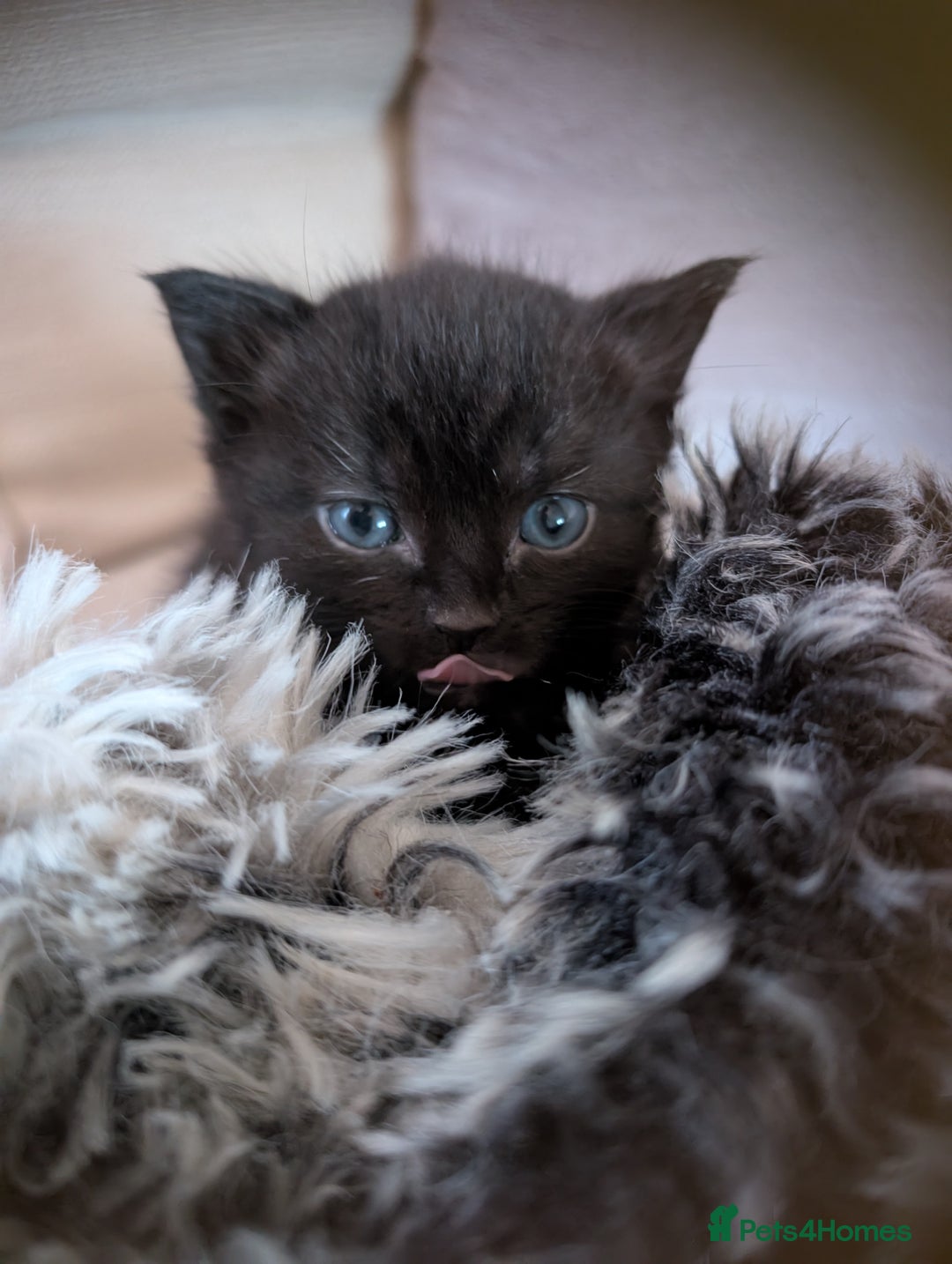 British Shorthair cats for sale: 4 black kittens ready for new homes - Image 2