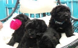 Russian Black Terrier dogs for sale: top russianblack terriers from champion bloodlines - Image 2