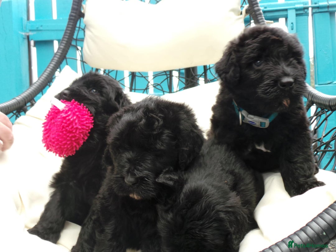 Russian Black Terrier dogs for sale: top russianblack terriers from champion bloodlines - Image 2