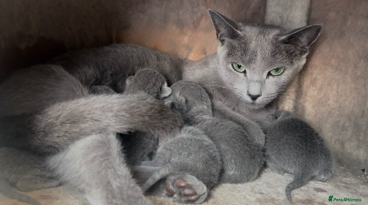 Russian Blue cats Pure Russian Blue kittens looking new home - Advert 11