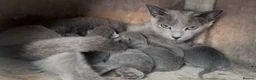 Russian Blue cats for sale: Pure Russian Blue kittens looking new home - Advert 1