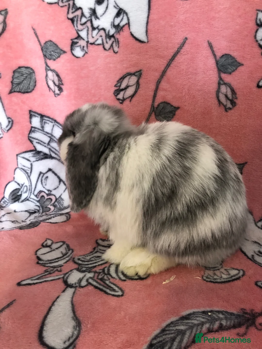 Mini Lop rabbits for sale: Beautiful mini lop bunnies  - Advert 2