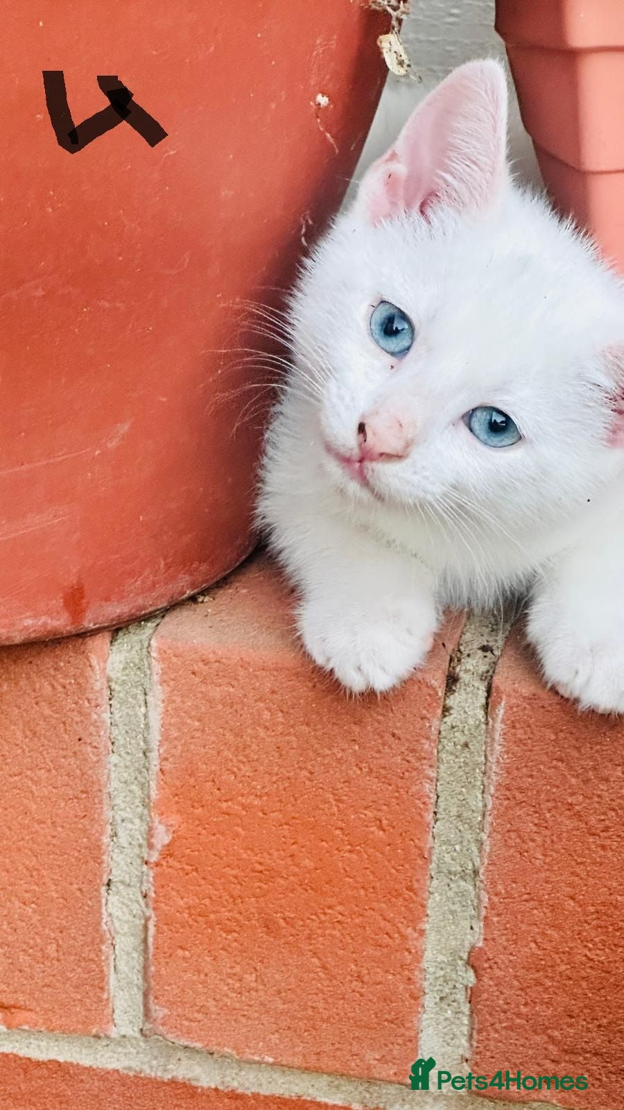Mixed Breed cats Lovely kitten full of energy and love - Advert 1