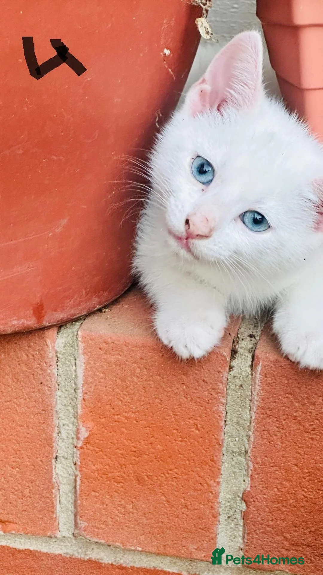 Mixed Breed cats for sale: Lovely kitten full of energy and love - Advert 1