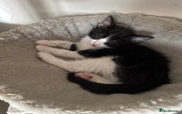 British Shorthair cats for sale: 7 kittens just turned 8 weeks  - Image 8