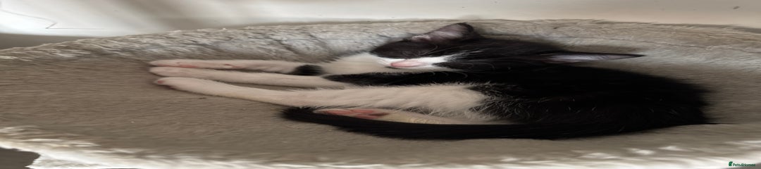 British Shorthair Kitten 4