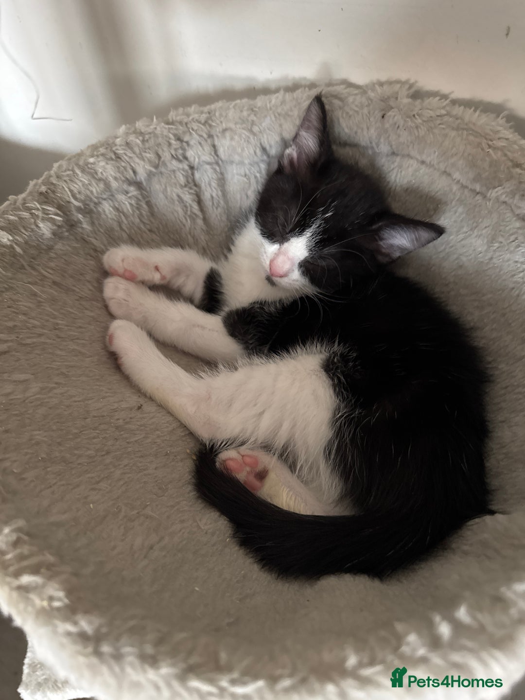 British Shorthair cats for sale: 7 kittens just turned 8 weeks  - Image 8