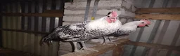 Chickens poultry for sale: 2 Beautiful silver campine cockerels  - Advert 5