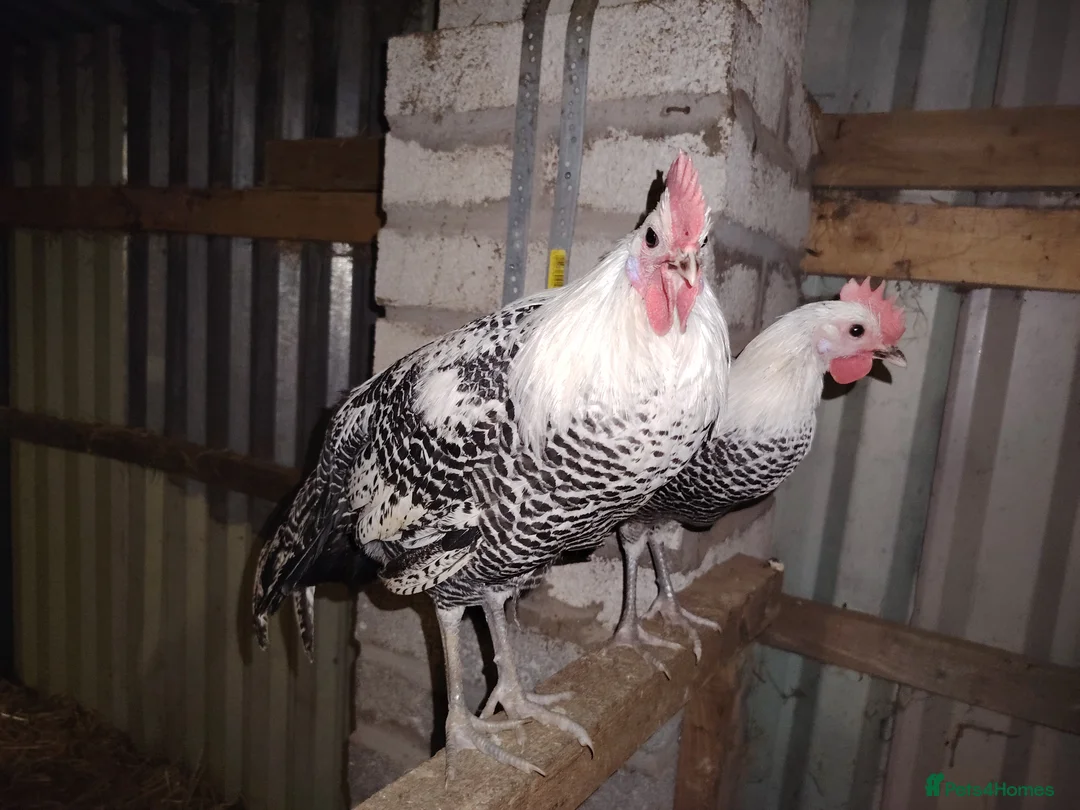 Chickens poultry for sale: 2 Beautiful silver campine cockerels  - Advert 5