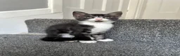 Mixed Breed cats for sale: Gorgeous Siblings Looking for Their Forever Homes - Advert 14