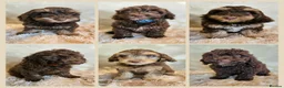 Cockapoo dogs for sale: LYNJONBORNS BEAUTIFUL COCKAP00 PUPPYS - Advert 11