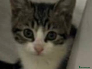 Mixed Breed cats 2 cute kittens - Advert 1