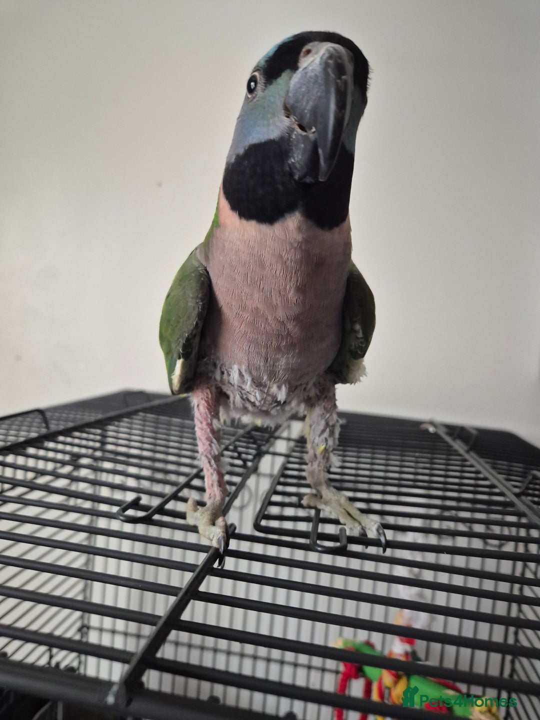 Parakeets birds for sale:  Derbyan Parrot - Advert 6