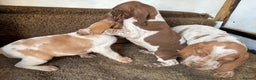 Bracco Italiano dogs for sale: Bracco pups  - Advert 6