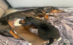 Dachshund dogs for sale: Dachshund Puppies  - Image 4