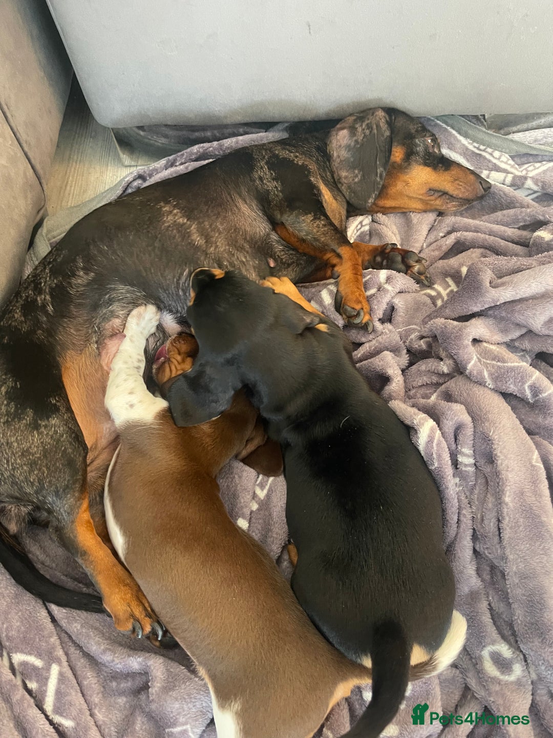 Dachshund dogs for sale: Dachshund Puppies  - Image 4
