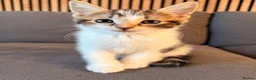 Mixed Breed cats for sale: 2 males left. Can deliver,Ready now.  - Advert 4