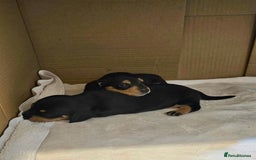 Miniature Dachshund dogs for sale: Daxie medium coat puppies dapples and black & tan  - Image 6