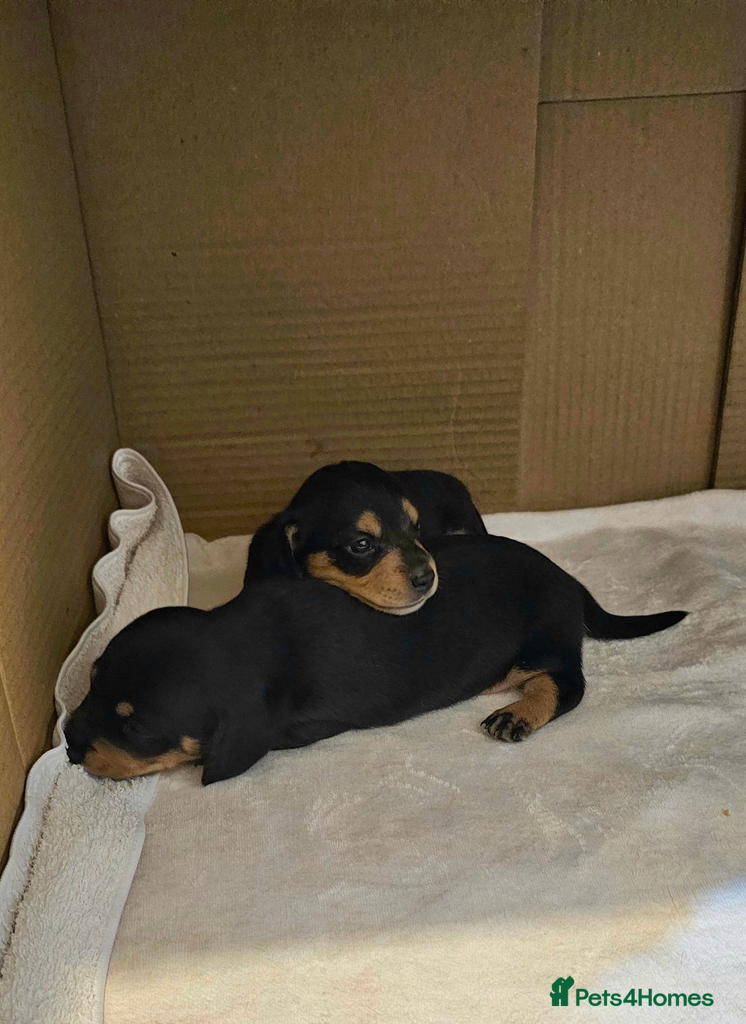 Miniature Dachshund dogs for sale: Daxie medium coat puppies dapples and black & tan  - Image 6