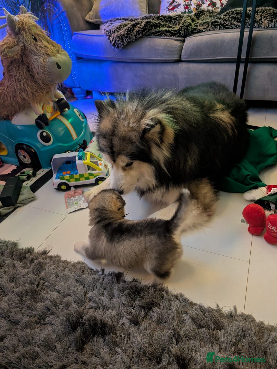 Alaskan Malamute dogs for sale: 2 left KC Alaskan malamute puppies champion lines - Advert 6