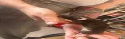 Rat rodents for sale: Rats for sale  - Advert 14