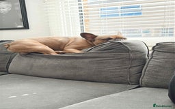 French Bulldog dogs for sale: French Bulldog.  - Image 3
