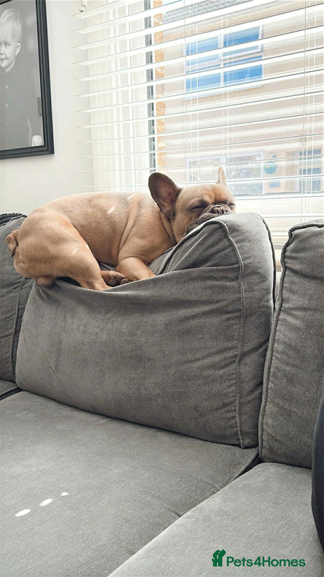 French Bulldog dogs for sale: French Bulldog.  - Image 3