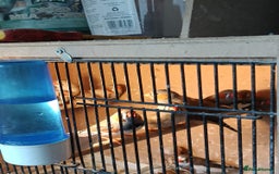 Finches birds for sale: Zebra finches - Advert 1