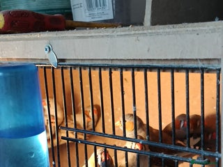 Finches birds Zebra finches - Advert 1