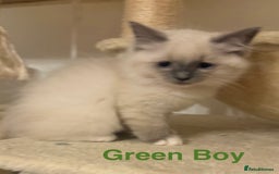 Ragdoll cats for sale: Ragdolls kittens- - Advert 27