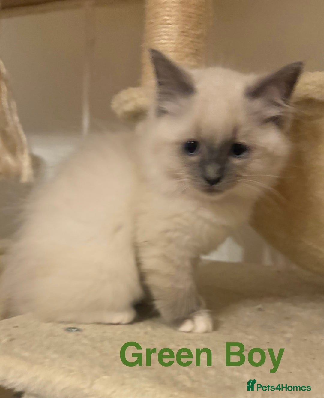 Ragdoll cats for sale: Ragdolls kittens- - Advert 27