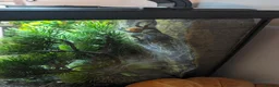 Tarantulas invertebrates for sale: Gbb tarantula  - Advert 3