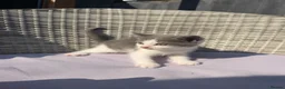 Mixed Breed cats for sale: BSH mixed breed kittens - Advert 8