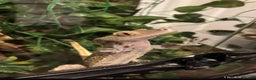 Gecko reptiles for sale: Adult male crested gecko  - Advert 1