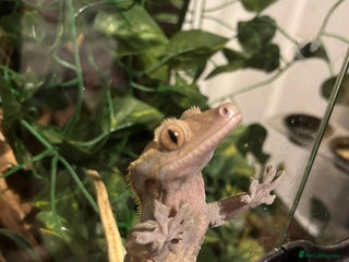 Gecko reptiles Adult male crested gecko - Advert 1