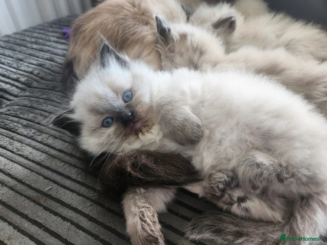Ragdoll cats for sale: Beautiful Ragdoll Kittens 😸  in Leicester - Advert 2