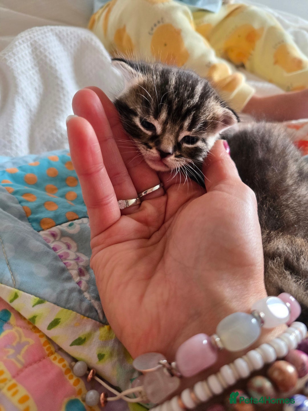 Mixed Breed cats for sale: Kittens boys mixed breed fluffy  - Image 15