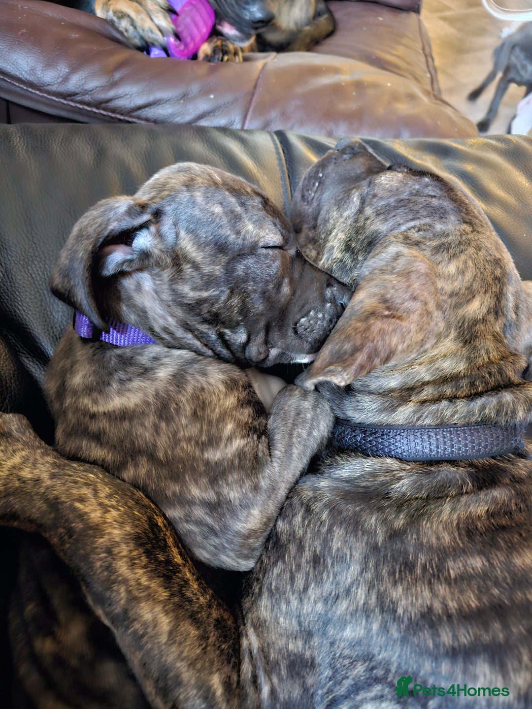 Presa Canario dogs for sale: Presa canario female puppy  - Image 6