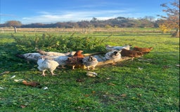 Chickens poultry for sale: Healthy Hybrid cockerells - Image 2