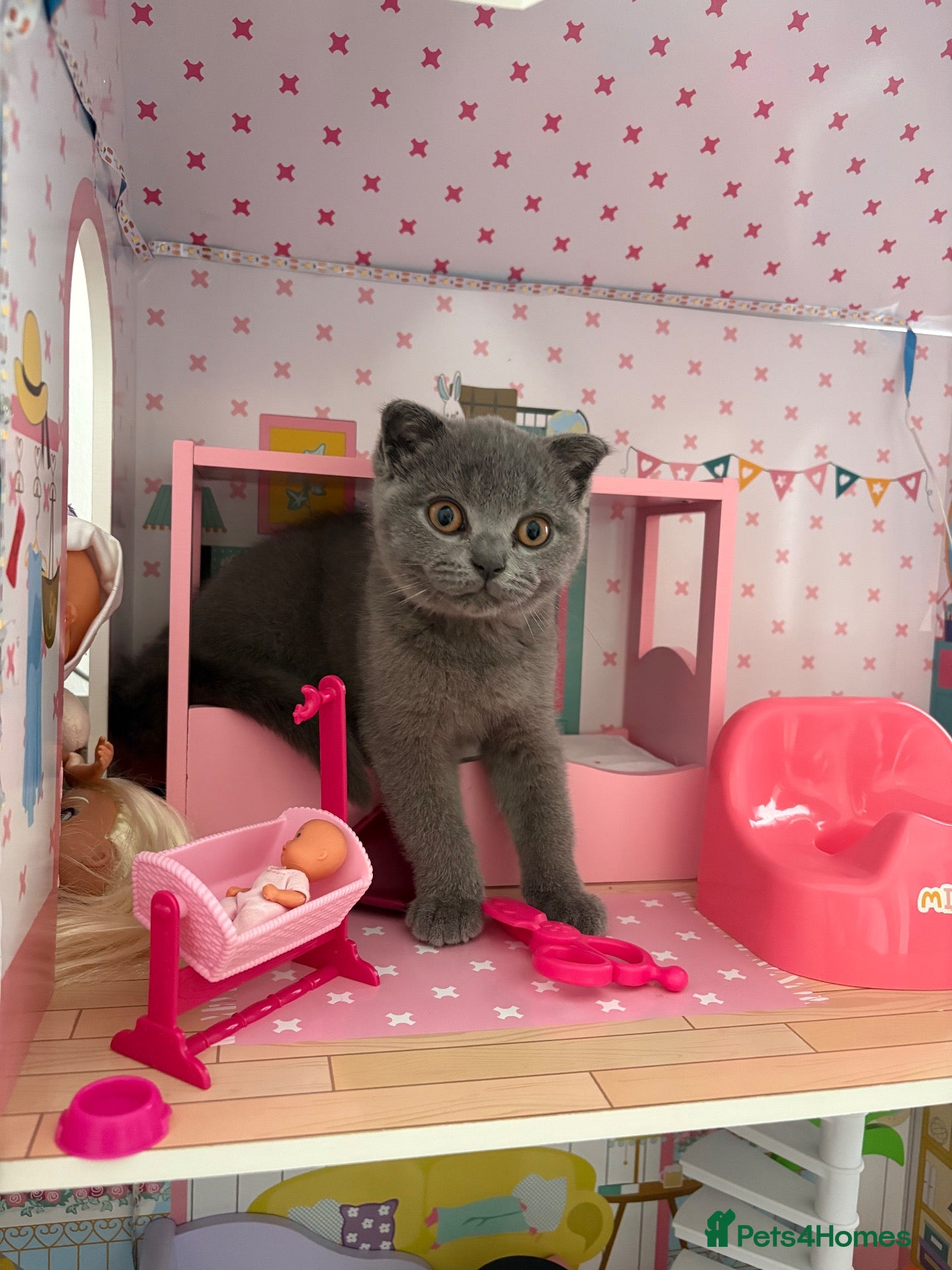 Scottish Fold cats Playful  lovely Scottish Fold - Advert 2