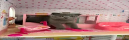 Scottish Fold cats for sale: Playful  lovely Scottish Fold - Advert 2