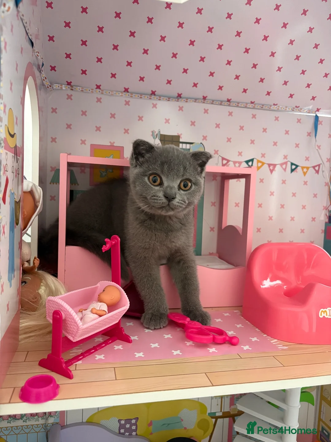 Scottish Fold cats for sale: Playful  lovely Scottish Fold - Advert 2