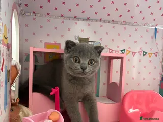 Scottish Fold cats Playful lovely Scottish Fold - Advert 5