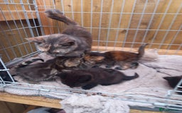 Mixed Breed cats for sale: Kittens for sale - Image 3