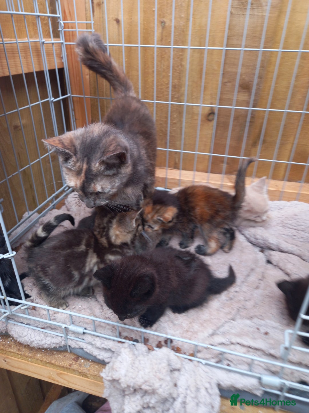 Mixed Breed cats for sale: Kittens for sale - Image 3
