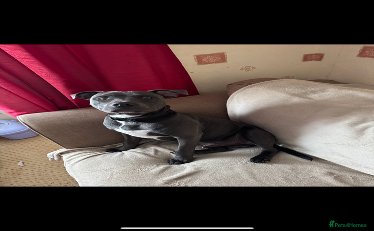 Staffordshire Bull Terrier dogs - Advert 16