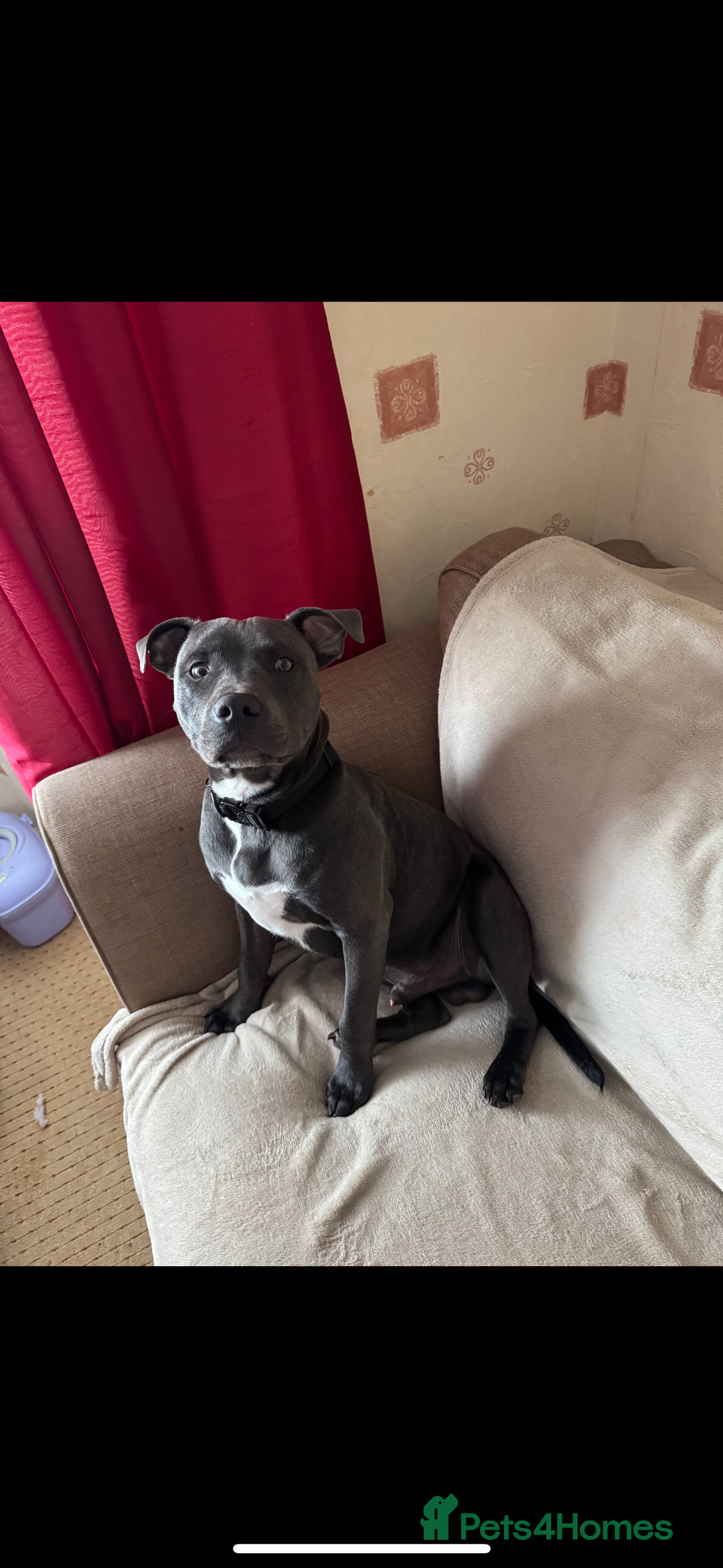 Staffordshire Bull Terrier dogs for sale: Looking for a new home  - Image 1