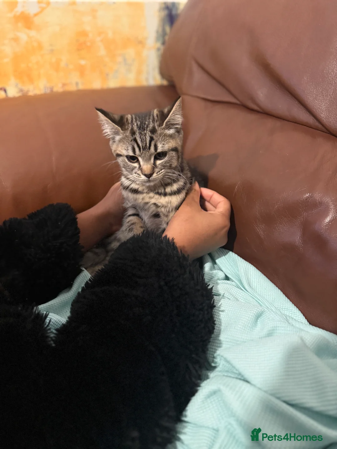 British Shorthair cats for sale: kittens for sale - Advert 3