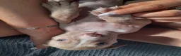 Mixed Breed dogs for sale: 11 alpha blue bulldogs ready to leave now - Advert 2